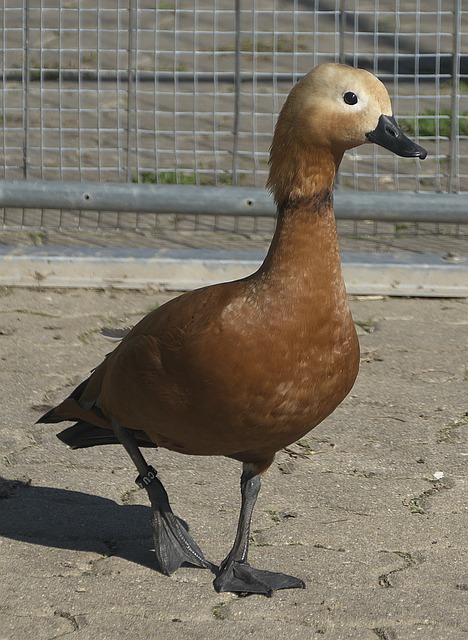 伍不可或缺